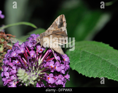 Argento Y Moth - Autographa gamma su alimentazione Buddleja bush fiori Foto Stock