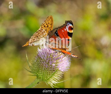 Peacock - Inachis io e Silver-lavato Fritillary - Argynnis paphia farfalle avanzamento sul fiore Teasel - Dipsacus fullonum Foto Stock