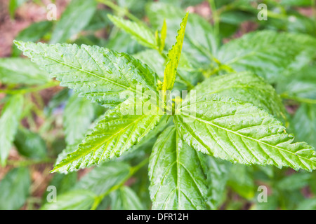 Houseplant, questo piante possono rendere una scopa. Foto Stock