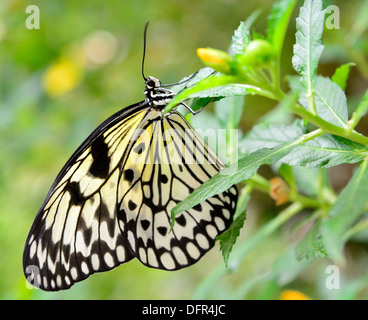 La carta di riso butterfly (Idea leuconoe) seduto sulla pianta verde. Foto Stock