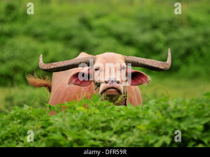 Animali domestici in Thailandia - Asian albino bufalo d'acqua (Pai, Thailandia del Nord) Foto Stock