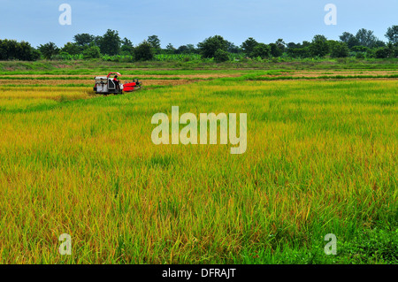 La coltivazione del riso in Thailandia - raccolto di riso il trattore in organico di risaia Sukhothai (aeroporto) Foto Stock