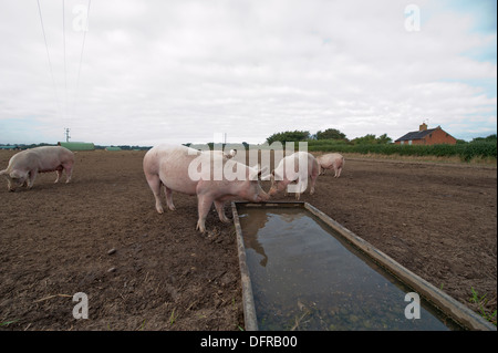 I suini di bere da un trogolo di acqua in un campo nel Suffolk. Foto Stock