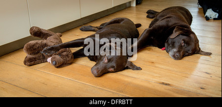 Fashion designer Andrea Fionda al suo Sussex home 2013. Hi cani snooze sul pavimento della cucina. Foto Stock