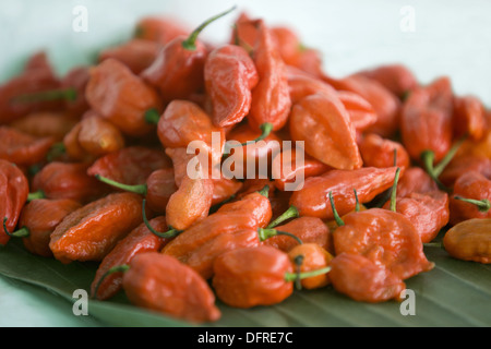 Ghost chili Kohima, Nagaland. Bhut jolokia mondo più calde di peperoncino Foto Stock