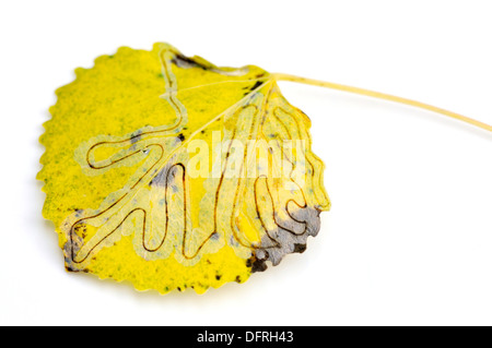 Giallo aspen foglie con tracce di minatore larve di falena Foto Stock