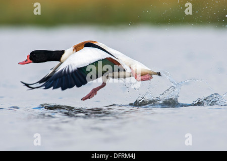 Shelduck, in tutta la superficie dell'acqua per il decollo di aiuto. Foto Stock