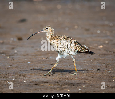 Curlew camminando lungo una spiaggia Foto Stock