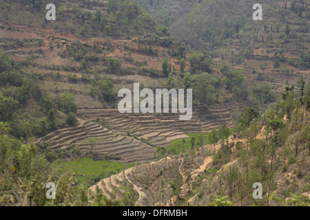 Verdi campi terrazzati in modo da Palpa a Pokhara, Nepal. Foto Stock