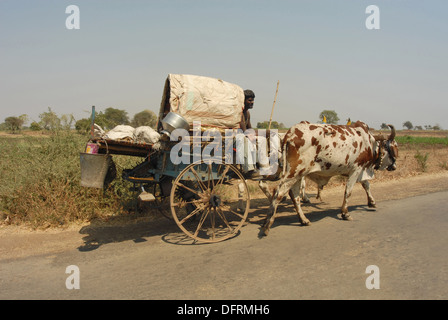 Carrello di giovenco sulla strada Foto Stock