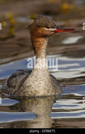 Red-Breasted Merganser (Mergus serrator) femmina Foto Stock