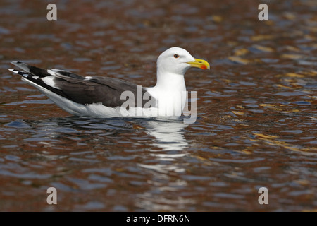 Grande nero-backed Gull (Larus marinus) adulto Foto Stock