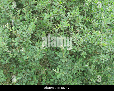 Eared Willow ( Salix aurita ) In Estate, Regno Unito Foto Stock