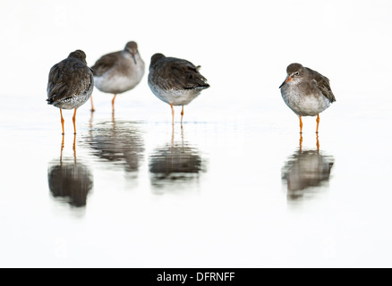 Un gruppo di Redshanks guadare in acqua poco profonda Foto Stock