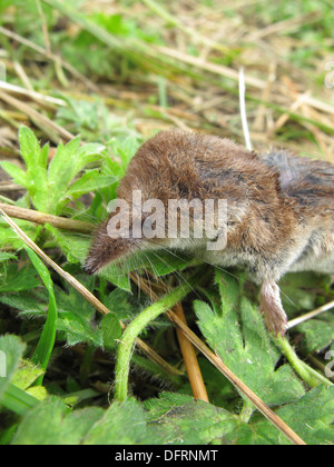 Comune di Megera ( Sorex araneus ), REGNO UNITO Foto Stock