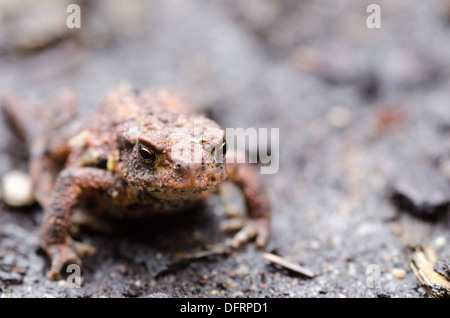 Il rospo comune, Bufo bufo, camminando sulla terra in un giorno di pioggia Foto Stock