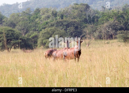 Topi maschi Akagera National Game Park Ruanda Africa centrale Foto Stock