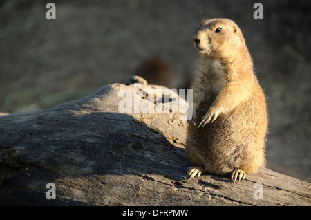 Nero-tailed cane della prateria, cynomys ludovicianus, seduto a terra Foto Stock