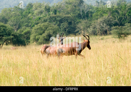 Topi maschi Akagera National Game Park Ruanda Africa centrale Foto Stock