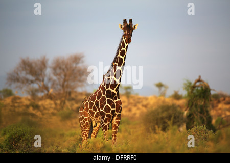 Un traliccio Giraffa presso il Samburu riserva nazionale, Kenya Foto Stock