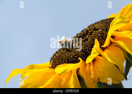 Fiori Girasoli Bumble Bee Foto Stock