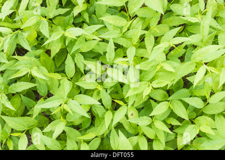 Houseplant, questo piante possono rendere una scopa. Foto Stock