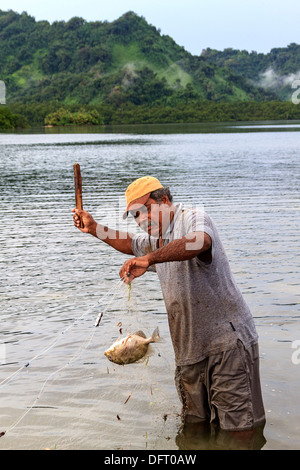 Uomo locale stordisce pescato fresco rabbitfish catturati pesca con rete in acque poco profonde lungo la spiaggia di Kosrae Micronesia, Foto Stock