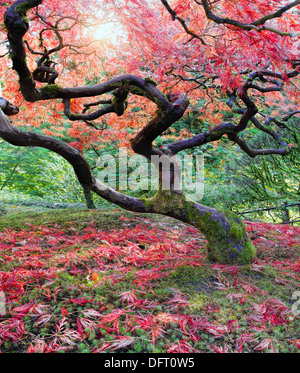 Giapponese vecchio rosso acero in autunno la stagione con la luce solare Foto Stock