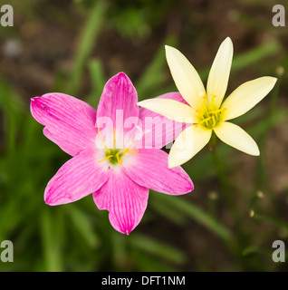 Rosa e giallo giglio di pioggia (Zephyranthes) Foto Stock