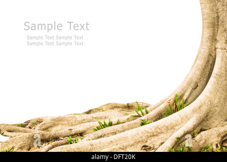 Struttura di radice in giardino isolato su sfondo bianco. Foto Stock
