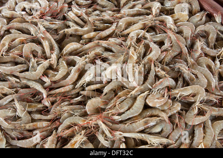 Questa specialità locale, un grande barile di gamberetti freschi in vendita dal cancelletto sulla spiaggia di Bahia de Caraquez in Ecuador. Foto Stock