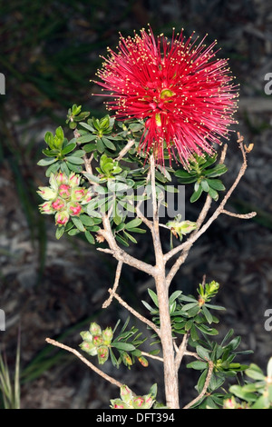 Close-up di fiori di spike di scarlatto Honeymyrtle/ Miele-mirto/ scovolino da bottiglia / Paperbark- Melaleuca fulgens - Famiglia Myrtaceae Foto Stock