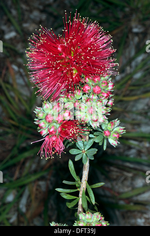 Close-up di fiori di spike di scarlatto Honeymyrtle/ Miele-mirto/ scovolino da bottiglia / Paperbark- Melaleuca fulgens - Famiglia Myrtaceae Foto Stock