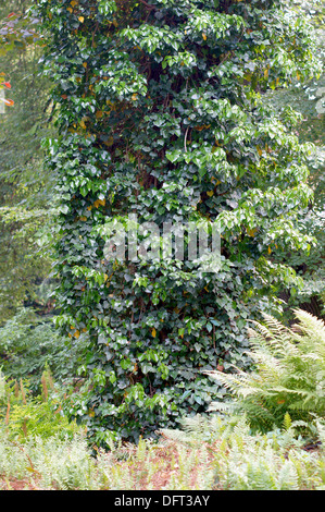 Il vecchio tronco di quercia ricoperti di edera Hedera helix Foto Stock