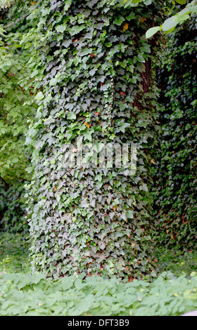 Il vecchio tronco di quercia ricoperti di edera Hedera helix Foto Stock