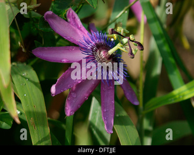 Viola fiore della passione, REGNO UNITO Foto Stock