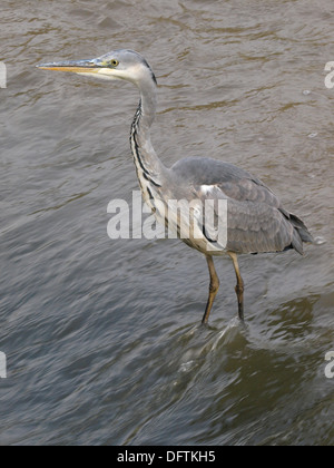 Airone cenerino, Ardea cinerea, Fiume neet, Bude, Cornwall, Regno Unito Foto Stock