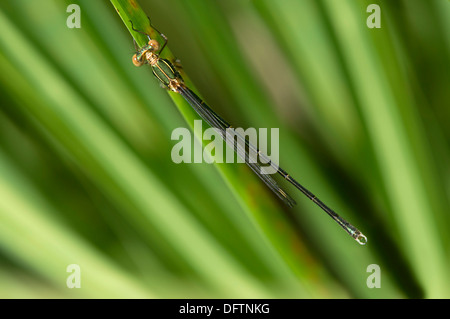 Willow Emerald Damselfly o Western Willow Spreadwing (Lestes viridis), maschio, il Cantone di Ginevra, Svizzera Foto Stock