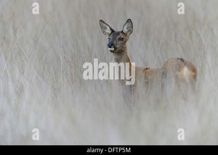 Il capriolo (Capreolus capreolus), Haren, Emsland, Bassa Sassonia, Germania Foto Stock