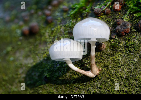 Fungo di porcellana (Oudemansiella mucida), Bassa Sassonia, Germania Foto Stock