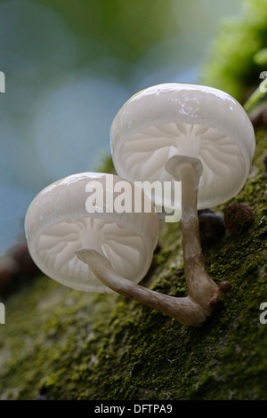 Fungo di porcellana (Oudemansiella mucida), Bassa Sassonia, Germania Foto Stock