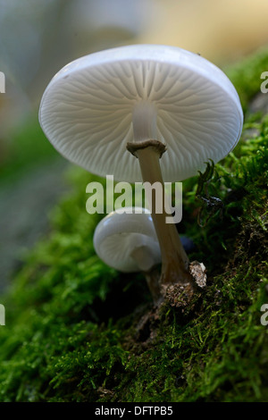 Fungo di porcellana (Oudemansiella mucida), Bassa Sassonia, Germania Foto Stock