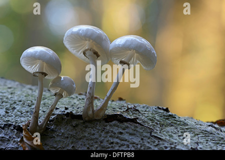 Fungo di porcellana (Oudemansiella mucida), di corpi fruttiferi, Bassa Sassonia, Germania Foto Stock