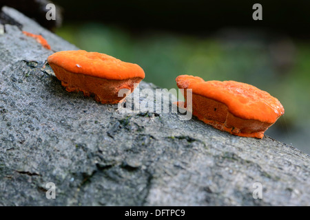 Il cinabro Polypore (Pycnoporus cinnabarinus), Tinner Loh riserva naturale vicino a Haren, Emsland, Bassa Sassonia, Germania Foto Stock