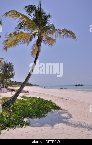 Palm tree sul Dongwe Beach, Dongwe, Zanzibar, Tanzania Foto Stock