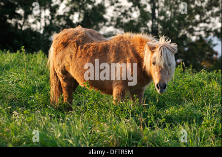 Pony Shetland in piedi in erba alta, Alta Franconia, Baviera, Germania Foto Stock