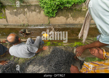 Mugger o il coccodrillo palustre (Crocodylus palustris) rescue Foto Stock