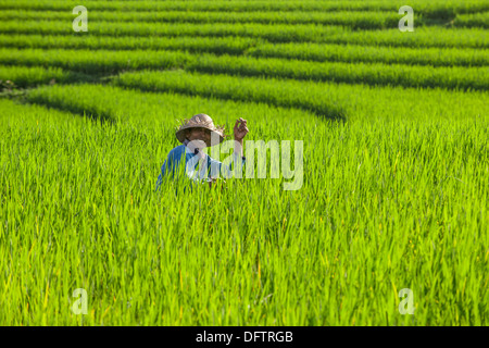 Lavoratore in terrazze di riso, Ubud, Bali, Indonesia Foto Stock