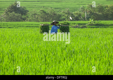 Lavoratore in terrazze di riso, Ubud, Bali, Indonesia Foto Stock