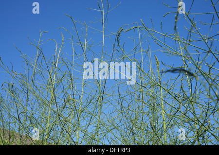 Impianto di asparagi in tarda estate Foto Stock